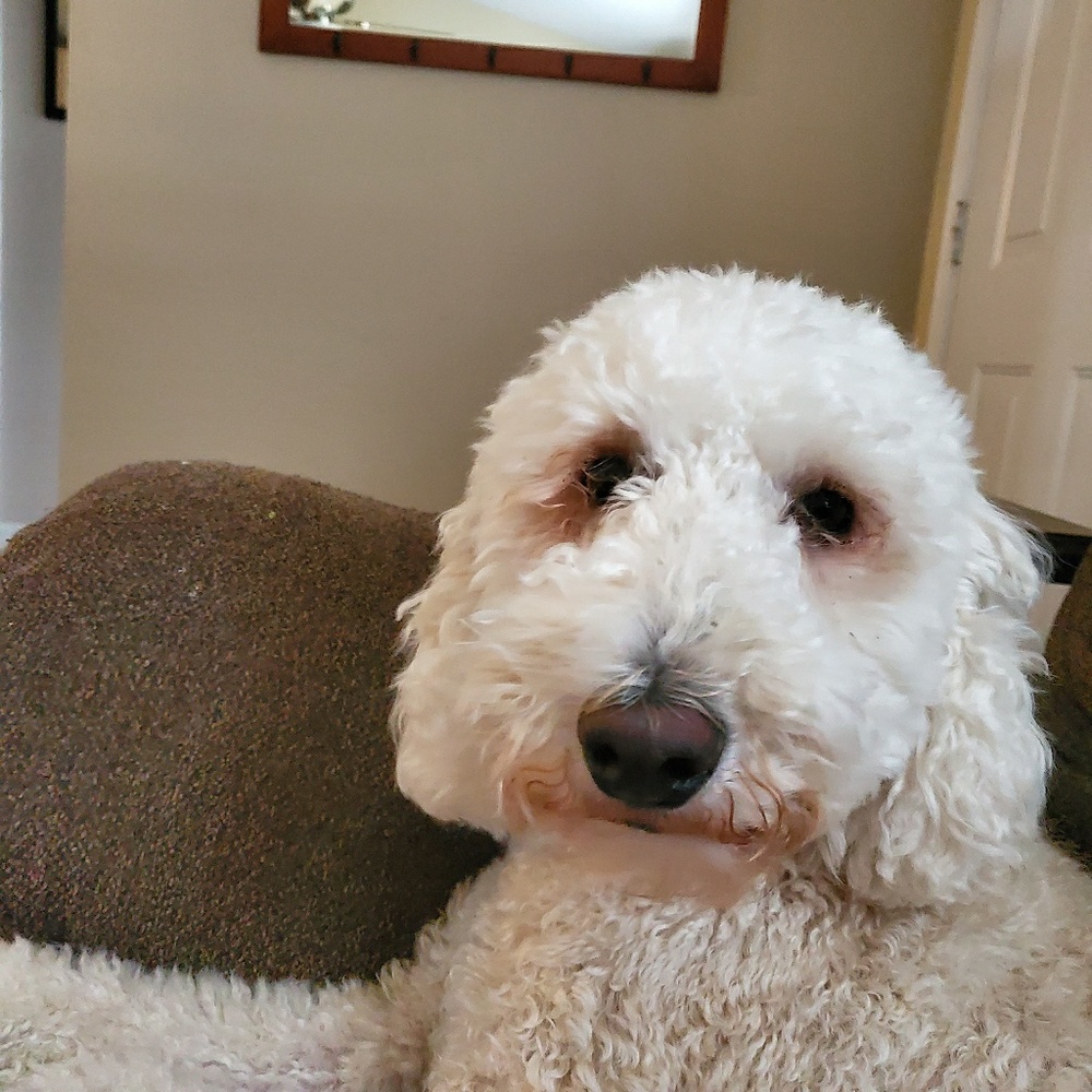 Meet your Posher, Lily